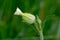 White campion, Silene latifolia or Melandrium album