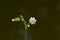 White campion, Silene latifolia or Melandrium album