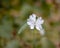 White Campion. White flower Silene latifolia, Melandrium album
