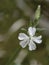 White Campion wild flower, Silene latifolia, closeup detail in nature.