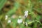 White Campion Wildflowers, Silene latifolia