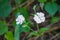 White Campion Wildflowers, Silene latifolia