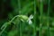 White Campion â€“ Sileme latifolia