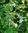 White Campion â€“ Silene latifolia