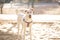 White Canaan dog listens carefully to commands. Dog training