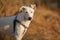 White Canaan dog listens to commands. Dog training