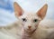 White Canadian sphinx kitten with blue eyes portrait close-up