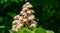 White candles of flowering Horse chestnut Aesculus hippocastanum, Conker tree on background of dark green foliage