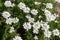 White Candytuft flower Iberis sempervirens - close up showing stamens with pollen and some unopened buds.