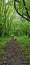 White canine walking leisurely along a path in a forested environment