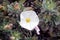 white Cantabrican Morning Glory (Convolvulus cantabrica) flower