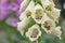 White Canterbury bells