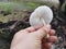 White cap gymnopilus species mushroom