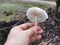 White cap gymnopilus species mushroom