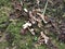 White cap gymnopilus species mushroom