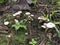 White cap gymnopilus species mushroom