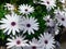 White Cape daisy closeup, flowers with light-purple center