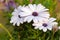 White Cape daisy (Osteospermum) with purple center