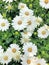 White Cape Margeurite Daisy flowers in bloom