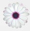 A white Cape Marguerite Daisy flower with purple capitulum