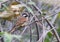 White capped bunting