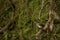 White capped dipper in a tree