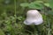 White capped mushroom in moss