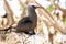 White capped noddy on Lady Elliot Island