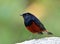 White-capped Water Redstart River chat phoenicurus leucocephalus beautiful chubby black and red bird with white head smartly