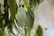 White capsules of the parasitic red gum lerp psyllid Glycaspis brimblecombei, on eucalyptus leaves