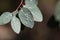 White capsules of the parasitic red gum lerp psyllid Glycaspis brimblecombei, on eucalyptus leaves