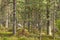 White caribou eating grass in Finland