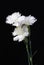 White carnation