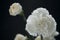 White carnation