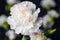 White Carnation Flower head up close