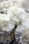 White carnations, flowers