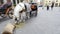 White carriage horse eating in the square of Florence Italy