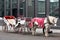 White carriage with white horse in red coat parked in Old Montreal