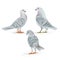 White Carriers pigeons domestic breeds sports birds vintage set three vector animals illustration for design