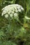 White carrot flowers