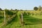 WHITE CASTLE, vineyard in Abergavenny, Wales UK