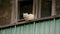 White cat on the balcony looking for his master