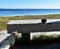 White cat in a beach promenade with a stone bench and a pinecone. Grass and pine needles, blue water. Spain, sunny day.