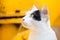 White cat with black color mark on face with yellow background.