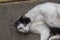 A white cat with black spots laying down in the street playing in spoiled attitude