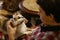 White cat on boy lap with stroking hands close up photo