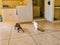 White cat and brown dog fight walk on floor Mexico