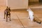 White cat and brown dog fight walk on floor Mexico