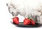 White cat carefully eats strawberry