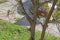 White cat climbing tree and green parrots on tree branch